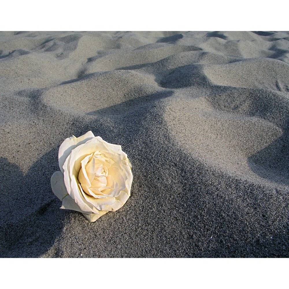 Rose and Sand  11 x 14 print